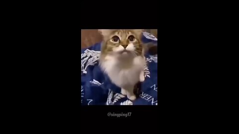 cat fighting funny video