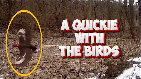 A QUICKIE with the BIRDS