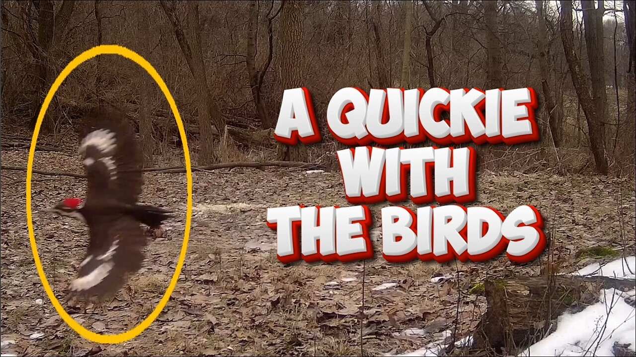 A QUICKIE with the BIRDS