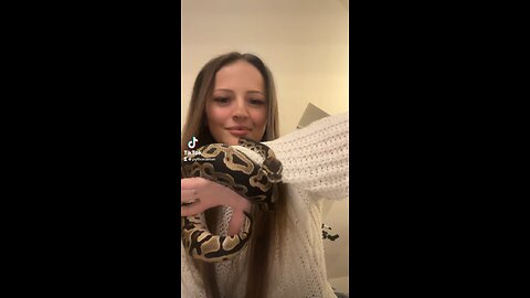 My beautiful Ballpython Amun 🐍🖤