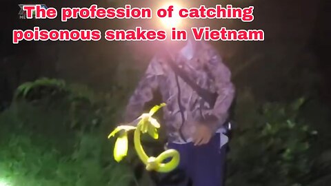 The profession of catching poisonous snakes in Vietnam