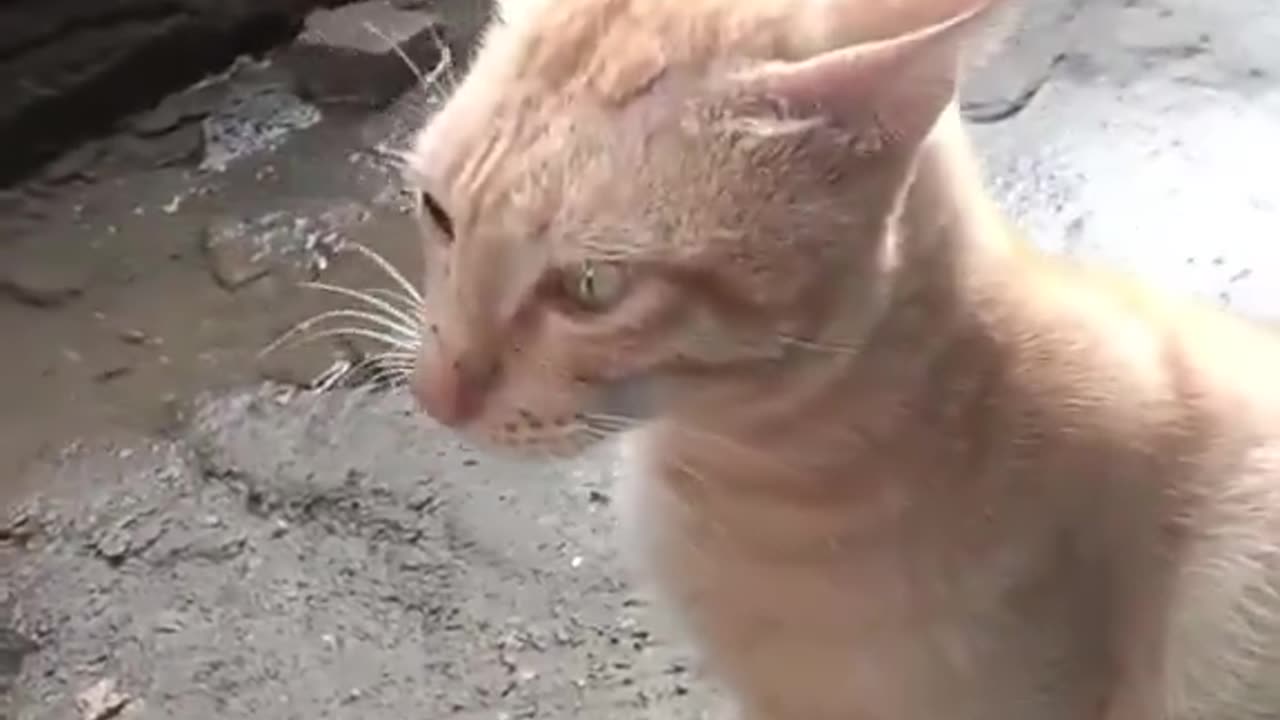 "I said move" ahh cat