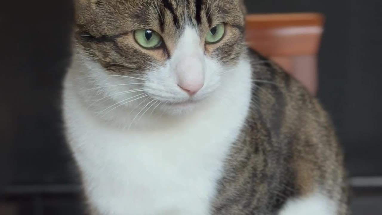 Cat 🐈 #animals