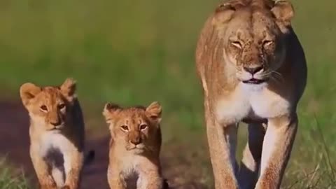 lion cub sync mode