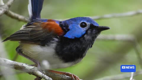 How birdwatching is taking flight as Australia's new tourism goldmine