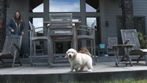 "Hilarious Animal Antics: The Funniest Pet Fails and Wild Moments!"