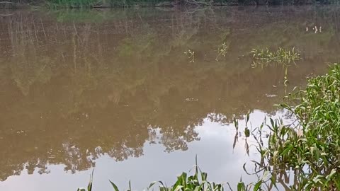 28.12.2024 The Barron River, Kuranda