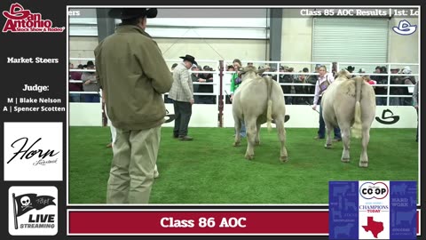 Market Steers Wave 2 | Day 2 SALE 2025