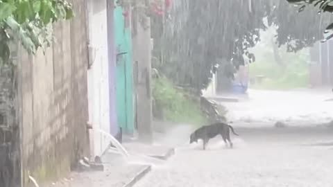 Funny animal video|funny video|hilarious video