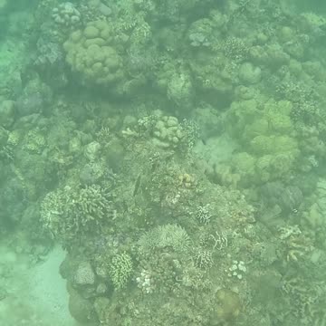 Afternoon Snorkeling