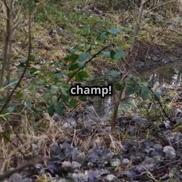 Cheetah vs Greyhound_ Speed Champions!