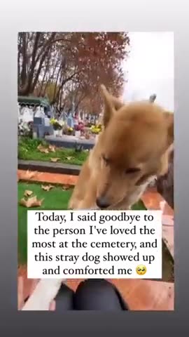 Dogs are angels as well.