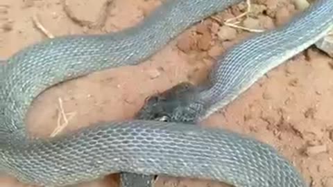 The Snake gradually eating its own tail...