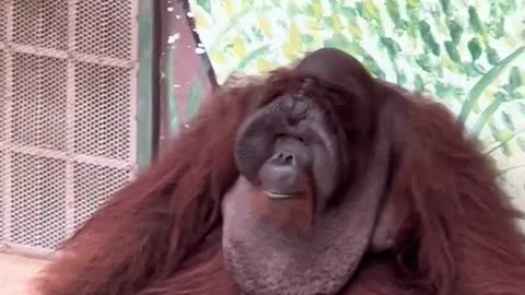 Vietnam zoo (Part 1) - orangutan smoking