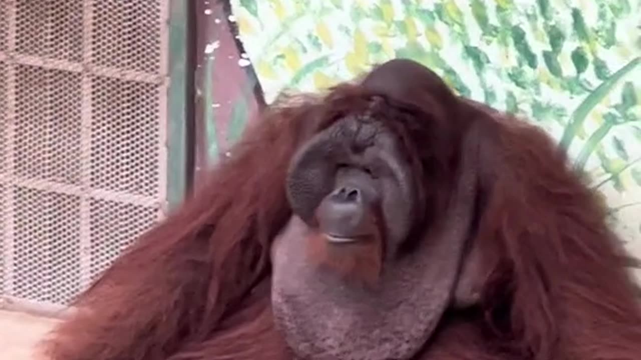 Vietnam zoo (Part 1) - orangutan smoking