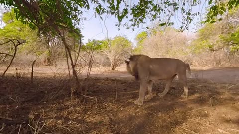 Lions 360° | National Geographic