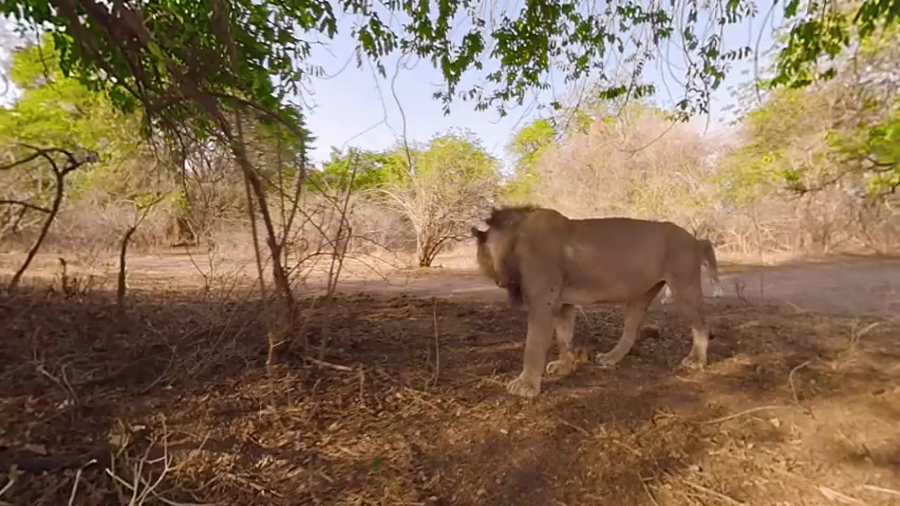 Lions 360° | National Geographic