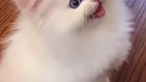 Funny Cat Video