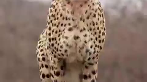 Terrifying Truths About Wild Animal Attacks
