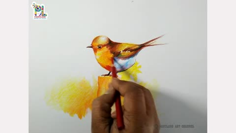 How to draw a bird with easy method of pencil sketching and coloring