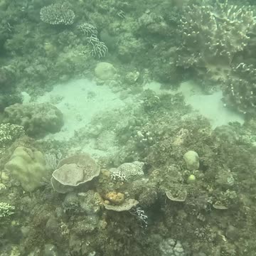 Diving into the Holidays: Christmas Day Snorkeling Adventure