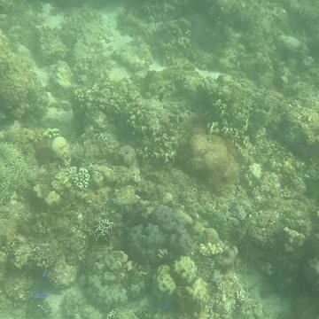 Beautiful Day of Snorkeling