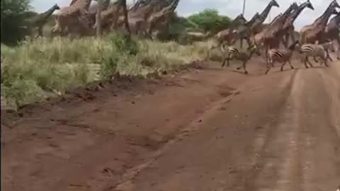 A Road traffic in Africa🤯