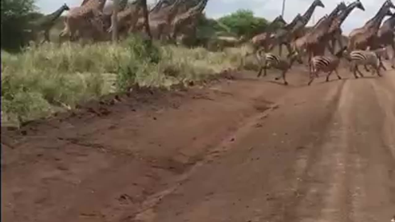 A Road traffic in Africa🤯
