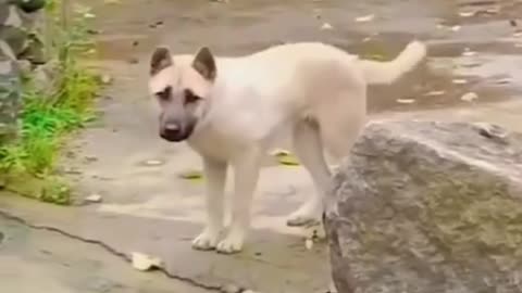 Funny animals videos Funniest dog dance on road 2025 new video