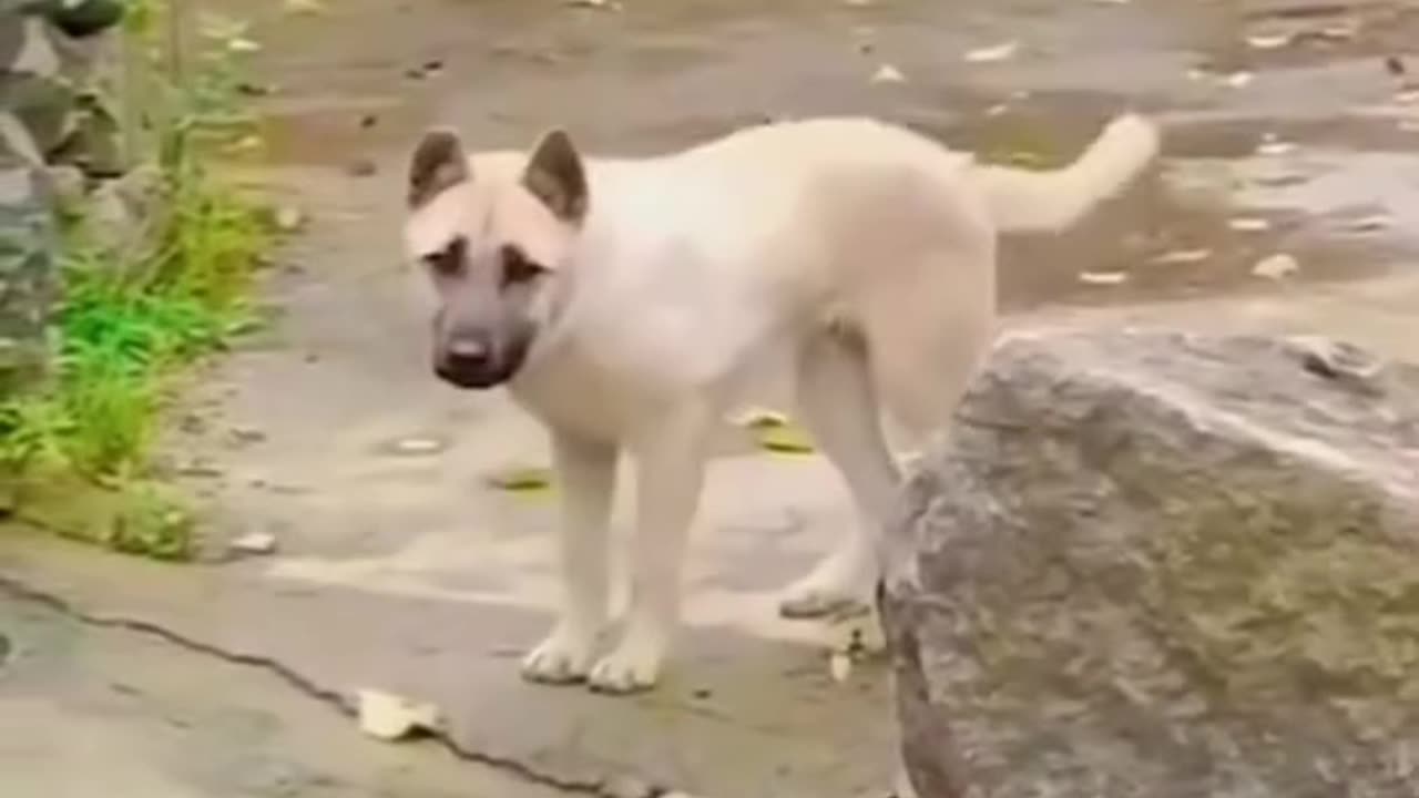 Funny animals videos Funniest dog dance on road 2025 new video