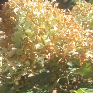 Hydrangea is changing