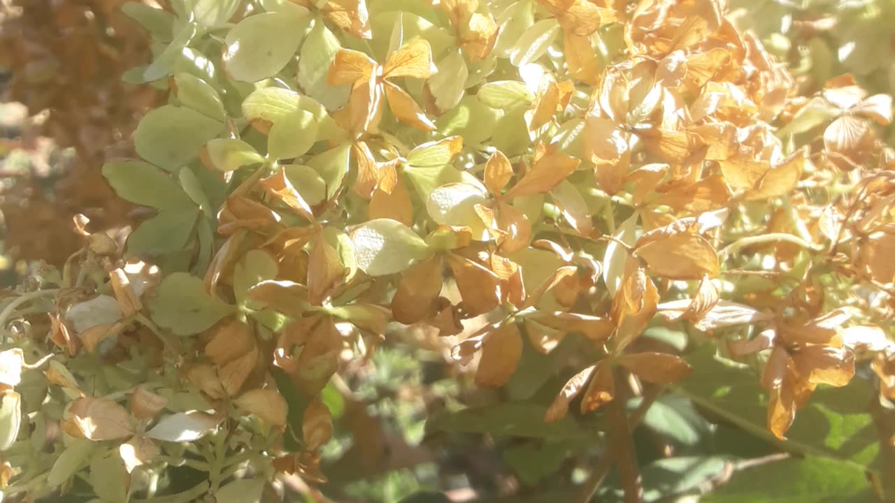 Hydrangea is changing