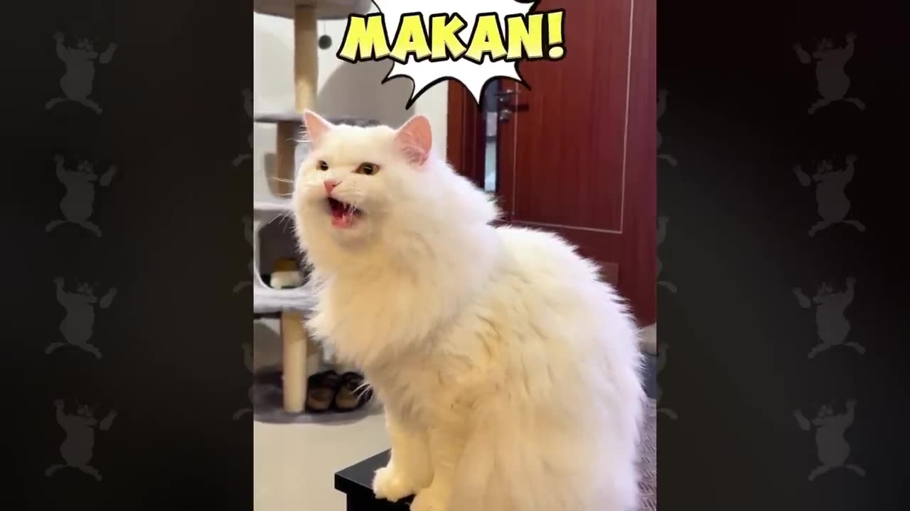 Cat way