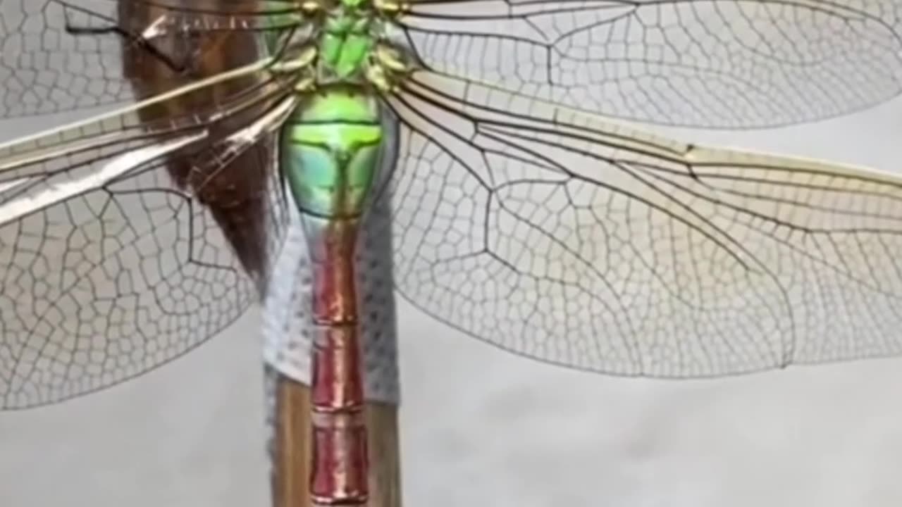How does a dragonfly undergo metamorphosis?
