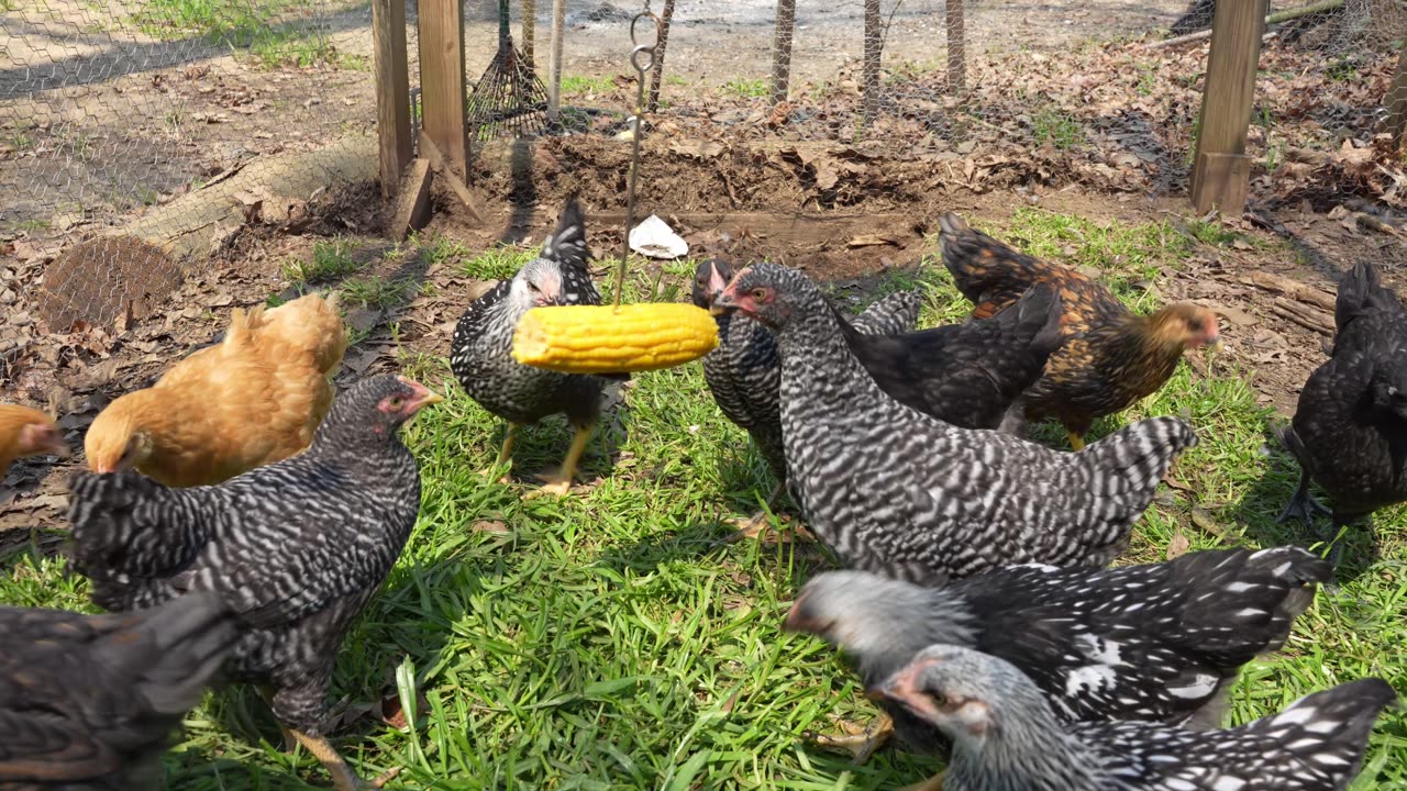 Could packaged corn be any good?
