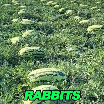 How to grow sweeter than usual watermelon