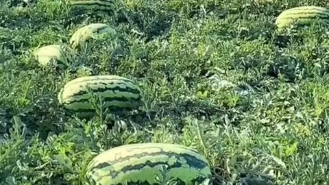 How to grow sweeter than usual watermelon