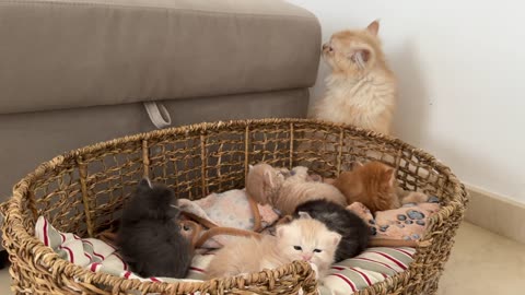 Dad Cat Protects his Baby Kittens