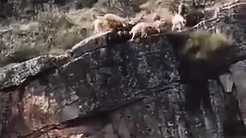 DOGS FALL INTO A CHASM WITH A DEER ON A HUNT! 😱😱😱😱😱