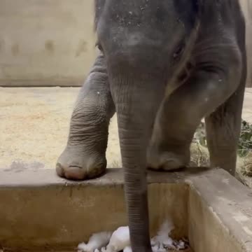 Baby elephant discovers snow
