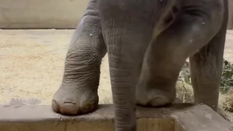 Baby elephant discovers snow