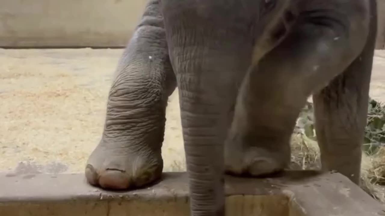 Baby elephant discovers snow