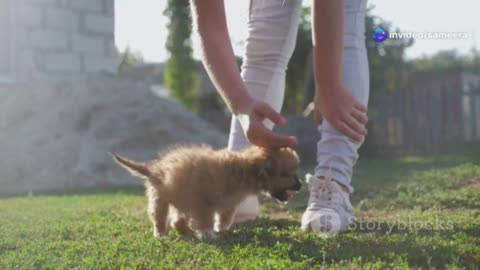 Puppy Playtime: Cuteness Overload!