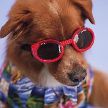 Cool dog