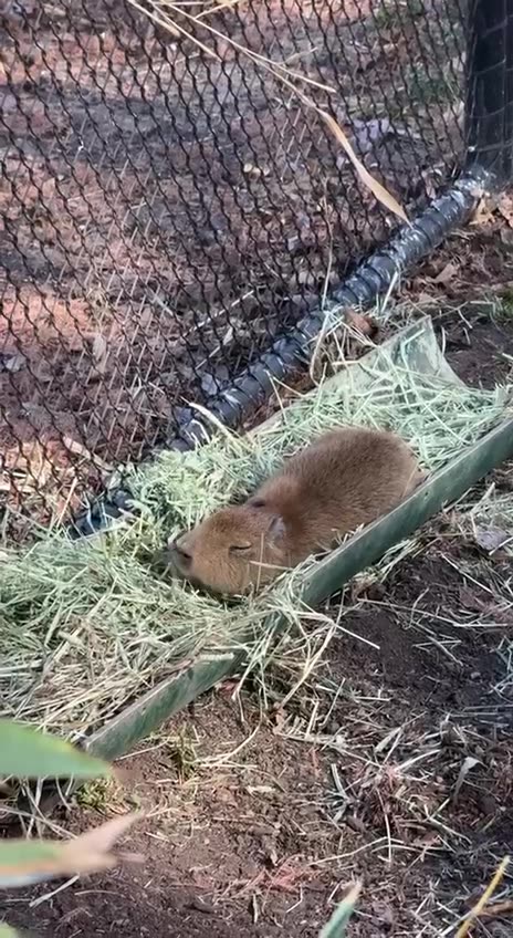 Let me sleep in peace 😊