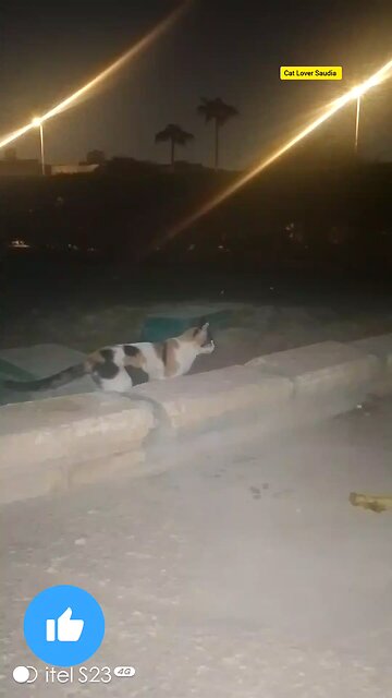 Cat Lover Saudia arbia video the fan Facebook post