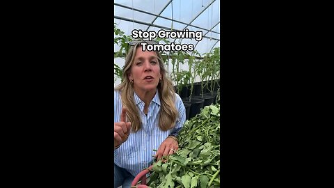 Tomato Tek in the cannabis industry