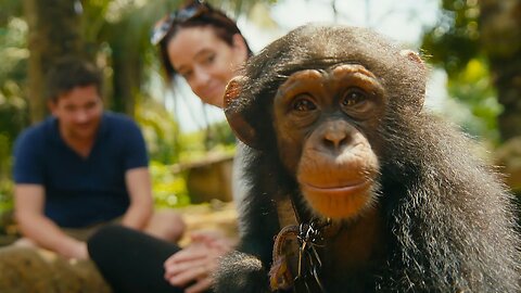 Undercover Team Rescue a Baby Chimp From The Pet Trade