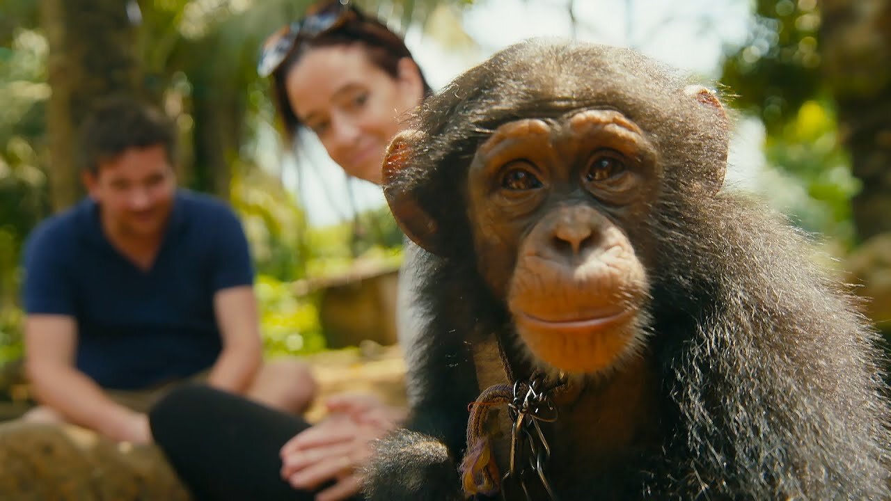 Undercover Team Rescue a Baby Chimp From The Pet Trade