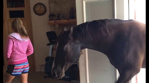 Horse walks inside house to chill with owner